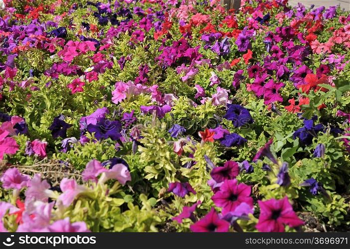 beautiful garden of colorful flowers in montserrat