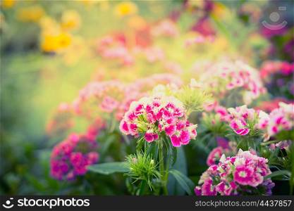 beautiful garden or park flowers , summer or autumn nature background