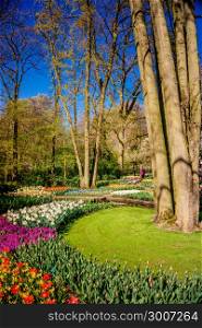 Beautiful garden. Park in The Spring. Spring landscape
