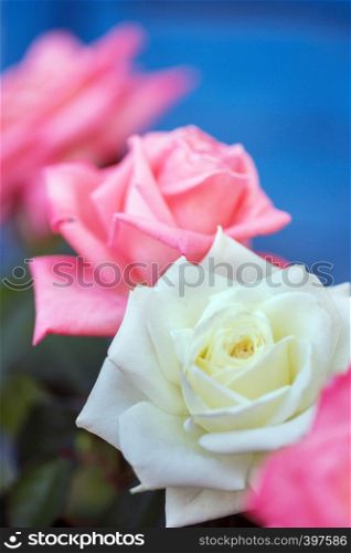 beautiful garden roses on a blue background