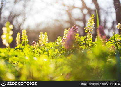 Beautiful garden spring flowers