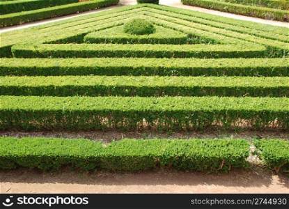 beautiful garden with triangular bushes well cuted