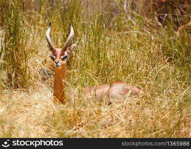 Beautiful Gazelle Resting in the Tall Grass.