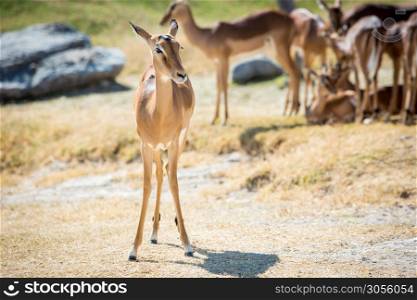 Beautiful gazelle with a herd in the day. Beautiful gazelle with a herd