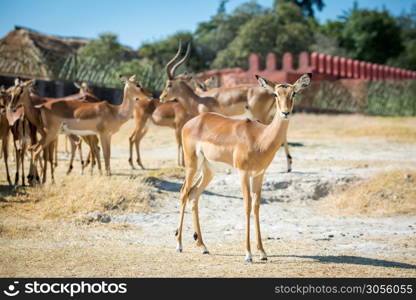Beautiful gazelle with a herd in the day. Beautiful gazelle with a herd