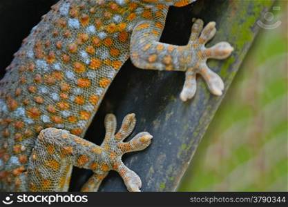 Beautiful gecko lizard, body and finger profile