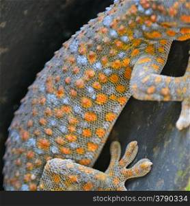 Beautiful gecko lizard, body and pattern profile