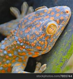 Beautiful gecko lizard, face and eye profile