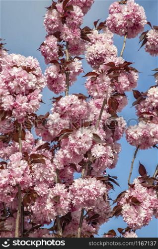 Beautiful gentle colors of Cherry blossom tree. Sakura. Yaezakura. Vertical view