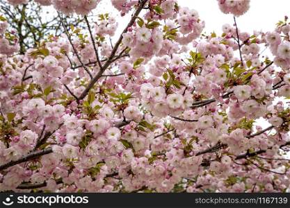 Beautiful gentle colors of Cherry blossoming tree. Sakura. Prunus serrulata. Yaezakura