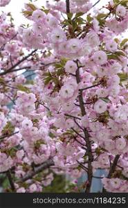 Beautiful gentle colors of Cherry blossoming tree. Sakura. Prunus serrulata. Yaezakura. Vertical view