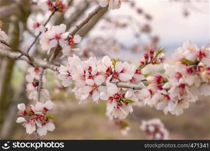 Beautiful gentle colors of the blossom tree in spring