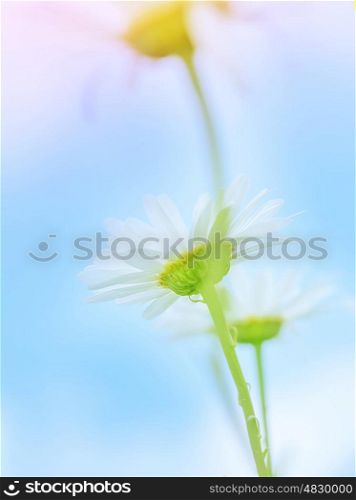 Beautiful gentle daisy flowers on blue sky background, soft focus, shallow depth of field, herbal medicine, abstract floral backdrop