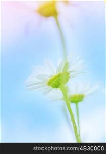 Beautiful gentle daisy flowers on blue sky background, soft focus, shallow depth of field, herbal medicine, abstract floral backdrop