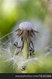 Beautiful gentle dandelion head close up. Natural background