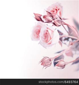 Beautiful gentle pink roses bouquet isolated on white background, vintage style photo, romantic tender gift for wedding day or Valentines day. Beautiful soft roses