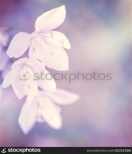 Beautiful gentle white flowers on purple background, soft focus, fine art, floral border, spring season
