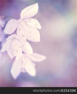 Beautiful gentle white flowers on purple background, soft focus, fine art, floral border, spring season