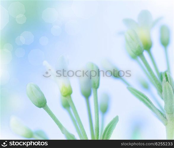 Beautiful gentle white spring flowers over blue blur sky background, springtime nature, soft focus, fine art