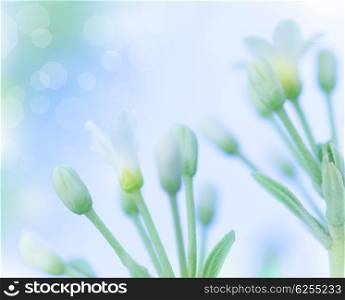 Beautiful gentle white spring flowers over blue blur sky background, springtime nature, soft focus, fine art