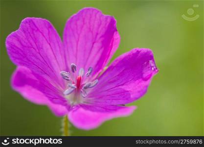 beautiful geranium with a dew drop