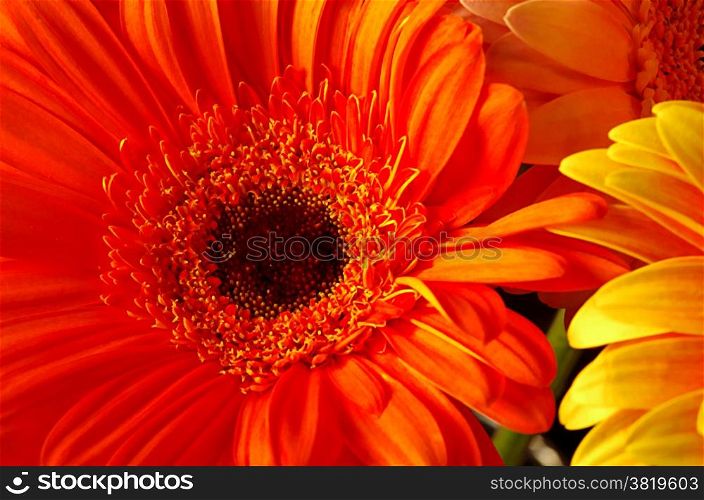 Beautiful Gerber flowers bright natural background