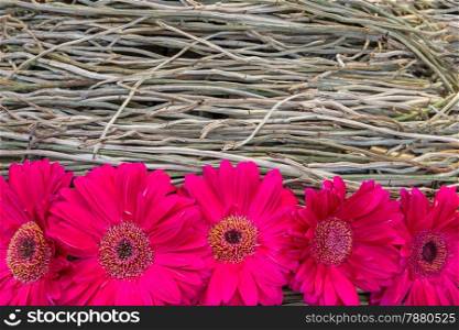 Beautiful gerbera daisy flower on the root orchid decoration with copy space