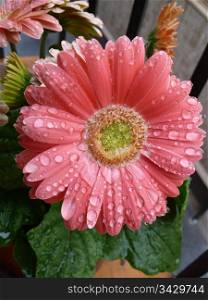 Beautiful gerbera flower head after the rain