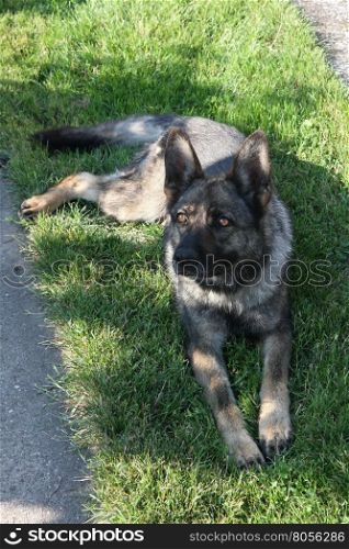 Beautiful German Shepherd resting and guarding the yard