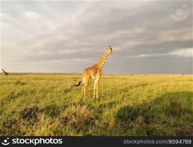 Beautiful giraffe in the wild nature of Africa
