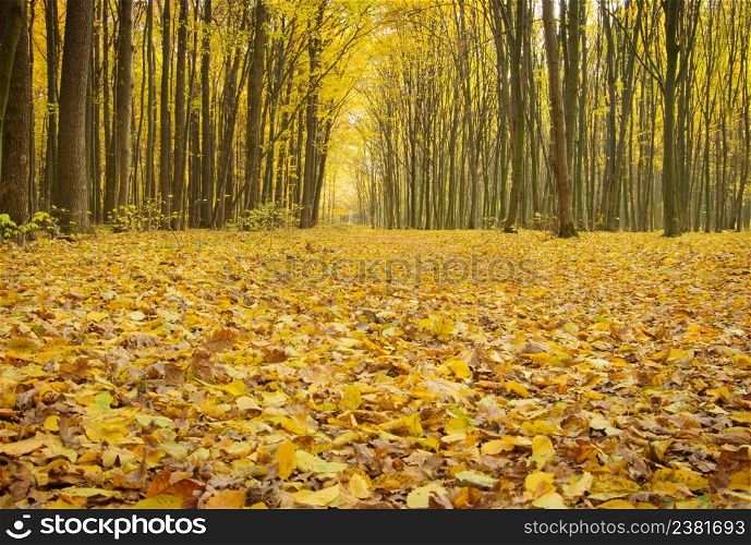 Beautiful golden autumn landscape