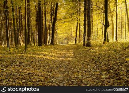 Beautiful golden autumn landscape background