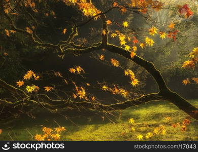 Beautiful golden Autumn leaves with bright backlighting from sunrise