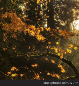 Beautiful golden Autumn leaves with bright backlighting from sunrise