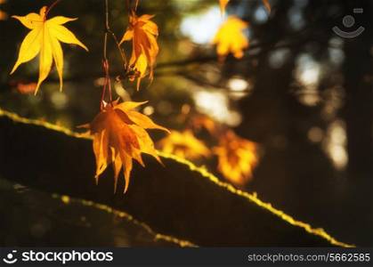 Beautiful golden Autumn leaves with bright backlighting from sunrise