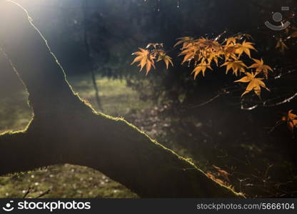 Beautiful golden Autumn leaves with bright backlighting from sunrise