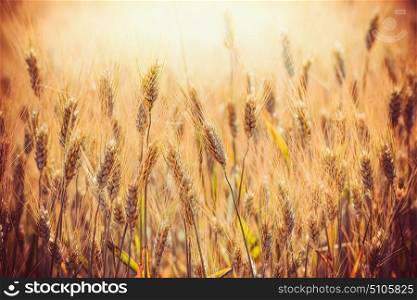 Beautiful Golden ears of wheat on Cereal field in sunset light background, close up. Agriculture farm and farming concept