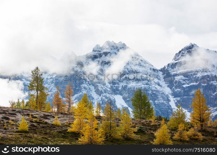 Beautiful golden larches in mountains, Canada. Fall season.