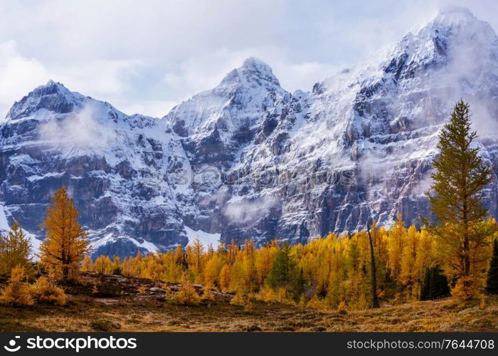 Beautiful golden larches in mountains, Fall season.