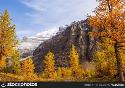 Beautiful golden larches in mountains, Fall season.