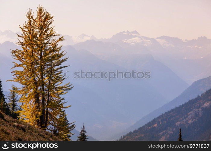 Beautiful golden larches in mountains, Fall season.