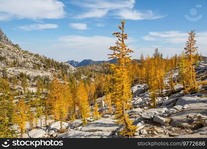 Beautiful golden larches in mountains, Fall season.