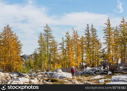 Beautiful golden larches in mountains, Fall season.