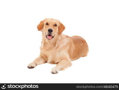 Beautiful Golden Retriever dog breed in isolated studio on white background