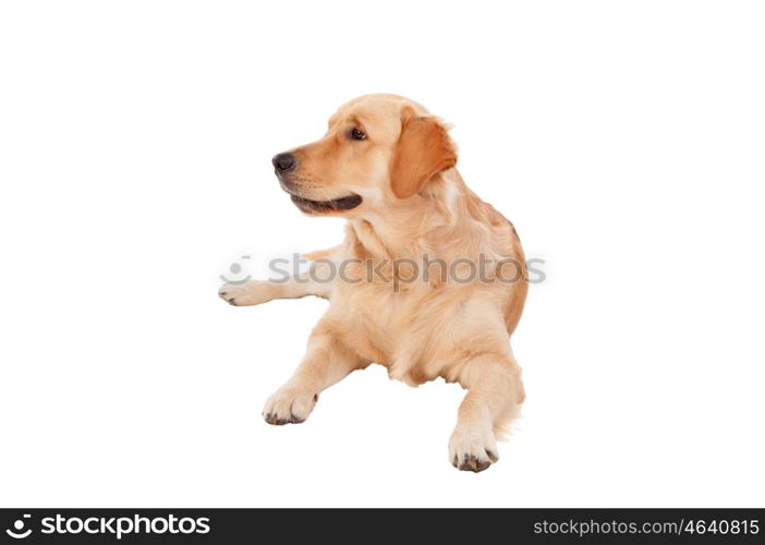 Beautiful Golden Retriever dog breed in isolated studio on white background