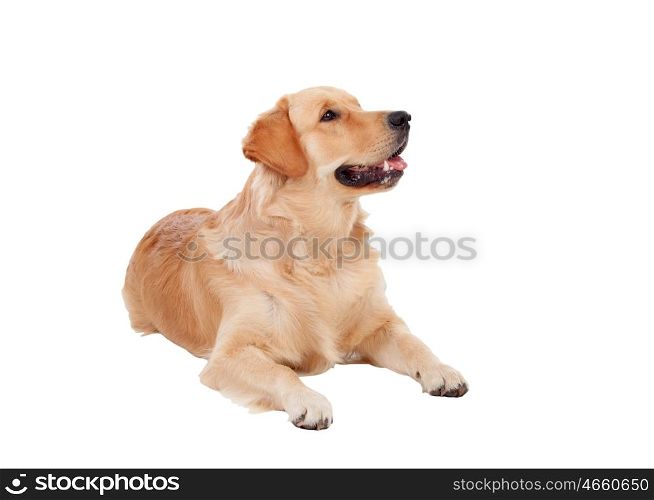 Beautiful Golden Retriever dog breed in isolated studio on white background
