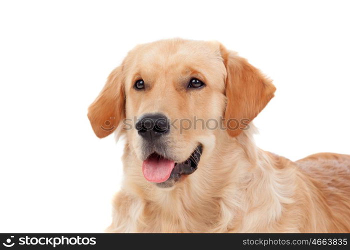 Beautiful Golden Retriever dog breed in isolated studio on white background