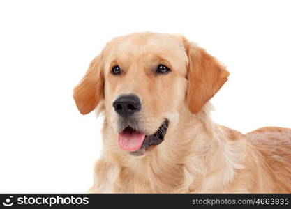 Beautiful Golden Retriever dog breed in isolated studio on white background