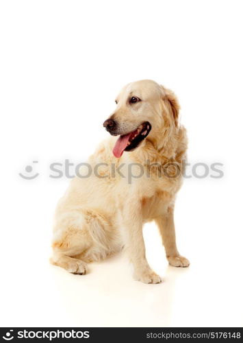 Beautiful Golden Retriever dog breed in isolated studio on white background