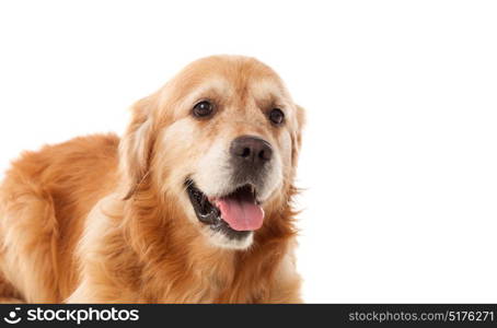 Beautiful Golden Retriever dog breed in isolated studio on white background